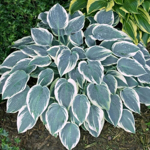 El Nino Hosta