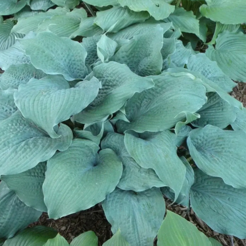 Epic Blue Wave Hosta