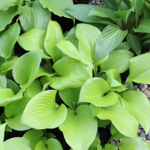 Even Better Hosta