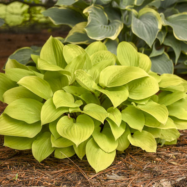 Fire Island Hosta
