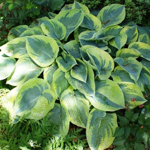 Tokudama Flavocircinalis Hosta