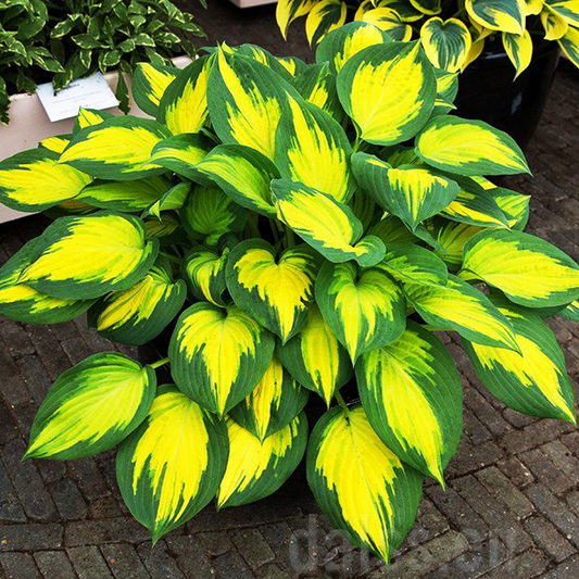 Forbidden Fruit Hosta