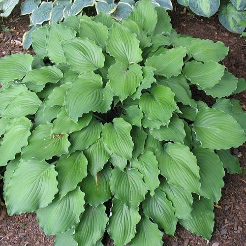 Marilyn Monroe Hosta