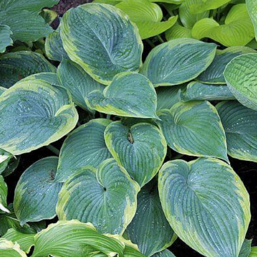 Megan's Angel Hosta