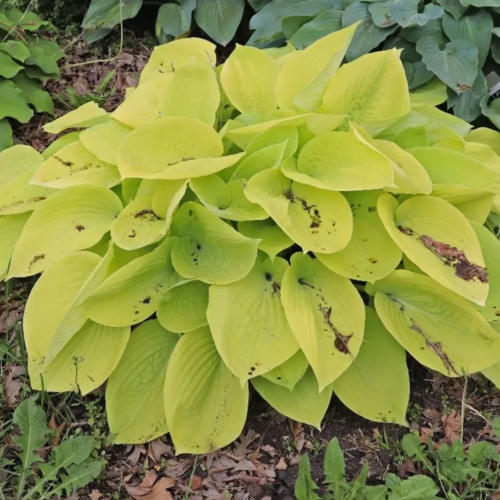 Minnesota Moon Hosta