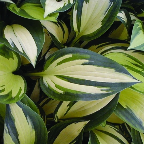 Hosta - Rare and Limited