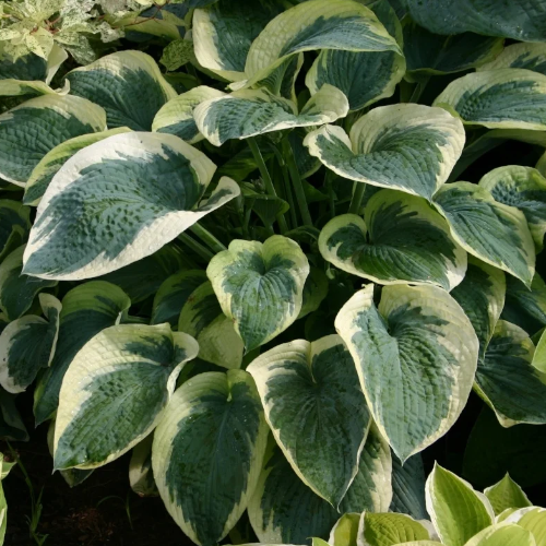 Northern Exposure Hosta