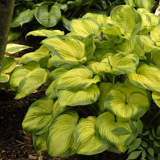 Old Glory Hosta