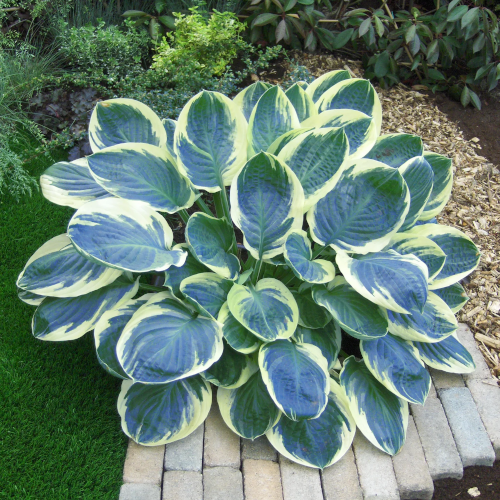 Orion's Belt Hosta