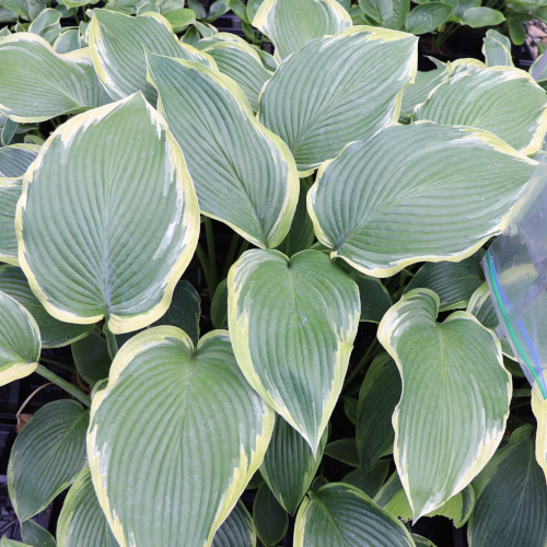Oyster Bar Hosta