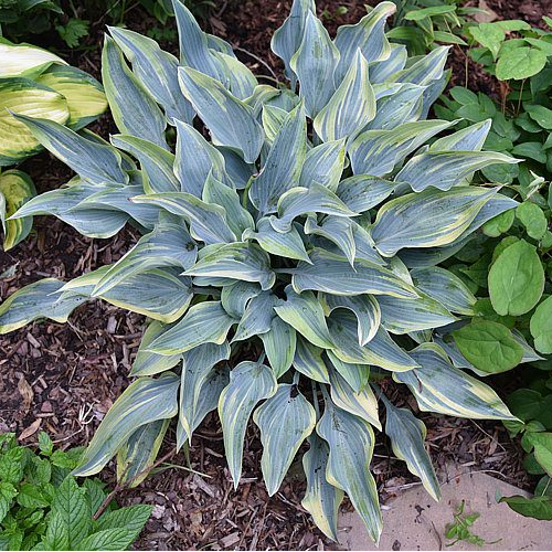Picasso Hosta