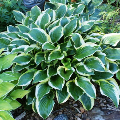 Queen Josephine Hosta