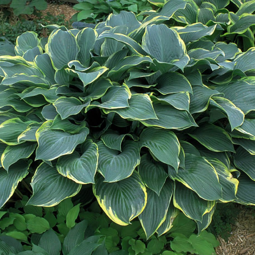 Regal Splendor Hosta