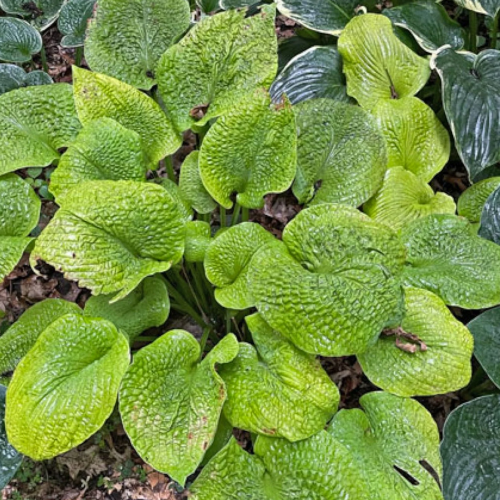 River Valley Gold Hosta