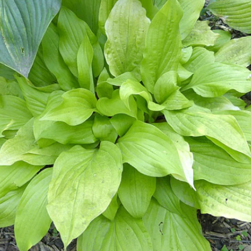 Sun Worshipper Hosta