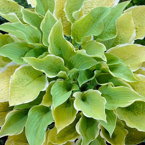 Sunshine Glory Hosta