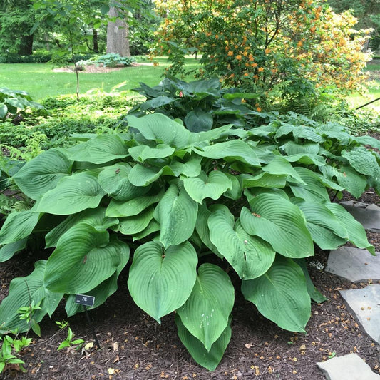 T Rex Hosta
