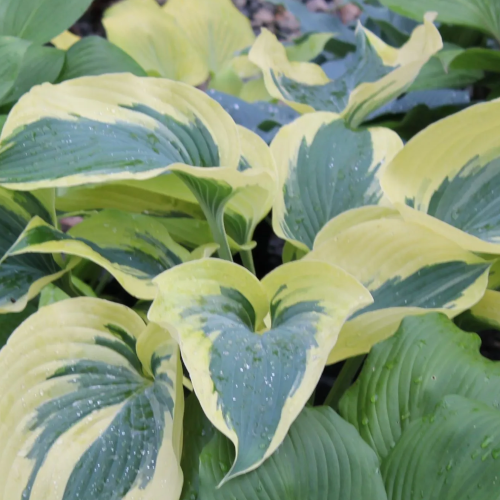 The Mighty Quinn Hosta