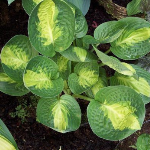 Warwick Comet Hosta
