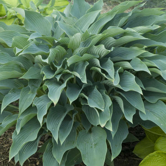 Yankee Blue Hosta
