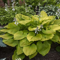 Age of Gold Hosta