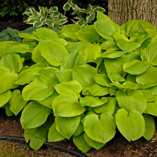 August Moon Hosta