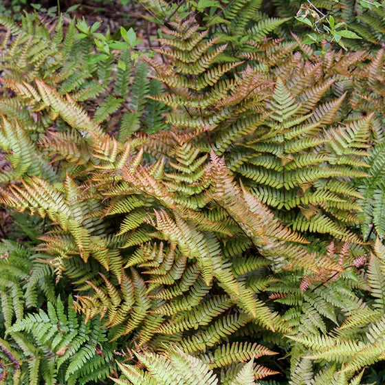 Brillance Autumn Ferns quart size