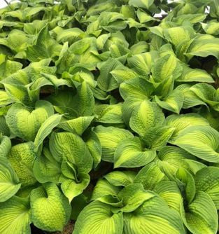 Brother Stefan Hosta