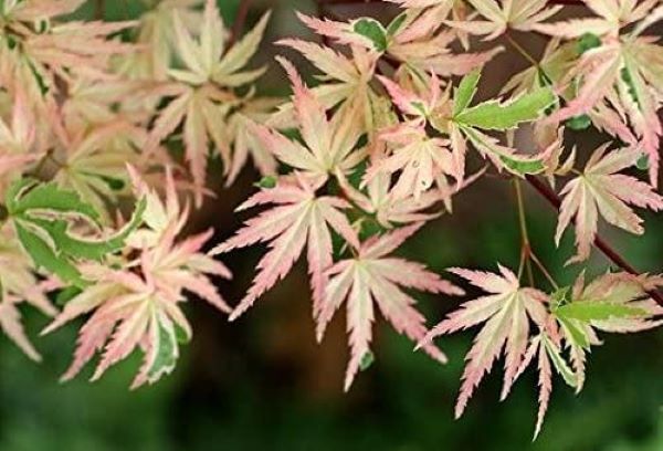 Acer P. Butterfly Japanese Maple