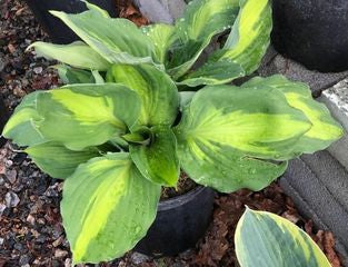 Capt Kirk Hosta