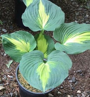 Dream Weaver Hosta