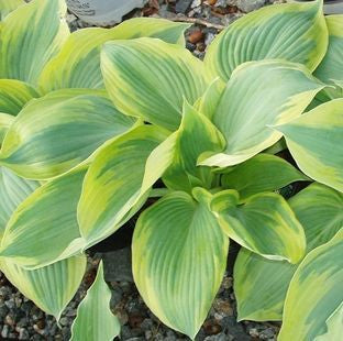 Earth Angel Hosta