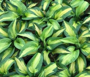 Etched Glass Hosta