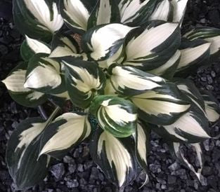 Fire and Ice Hosta