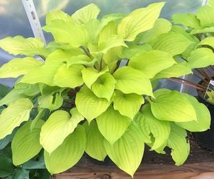 Fire Island Hosta