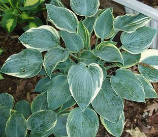 First Frost Hosta