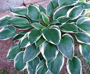 Francee Hosta