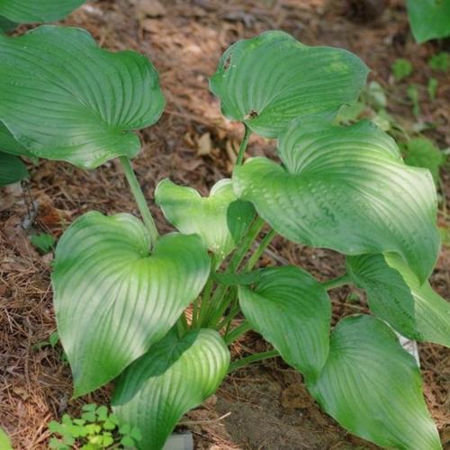 Frank Llyod Wright Hosta