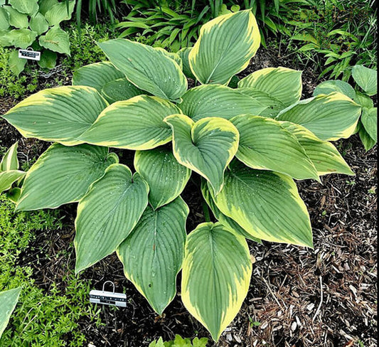 Gabriel's Wing Hosta