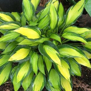 June Spirit Hosta