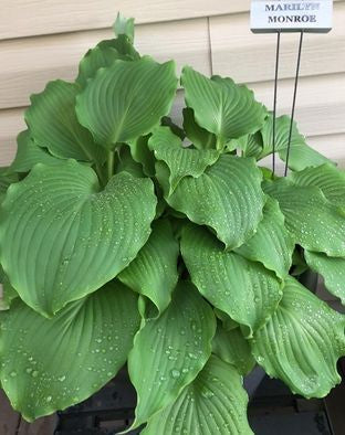 Marilyn Monroe Hosta
