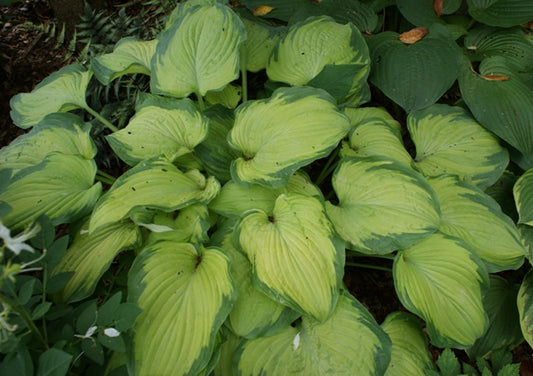 Old Glory Hosta