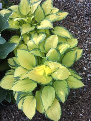 Orange Marmalade Hosta