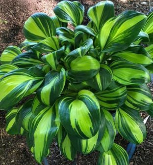 Rainbow's End Hosta