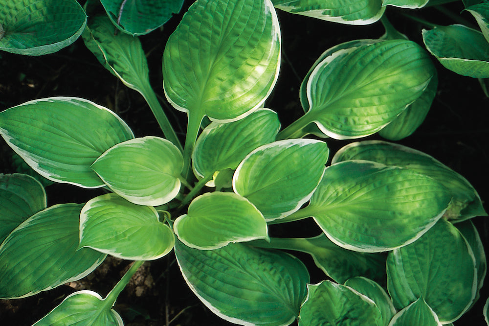 St. Elmo's Fire Hosta The Happy Hosta