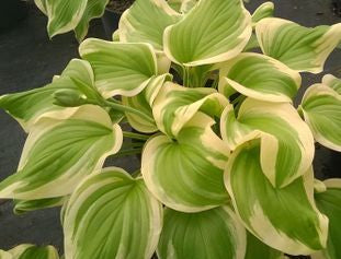 Sweet Innocence Hosta