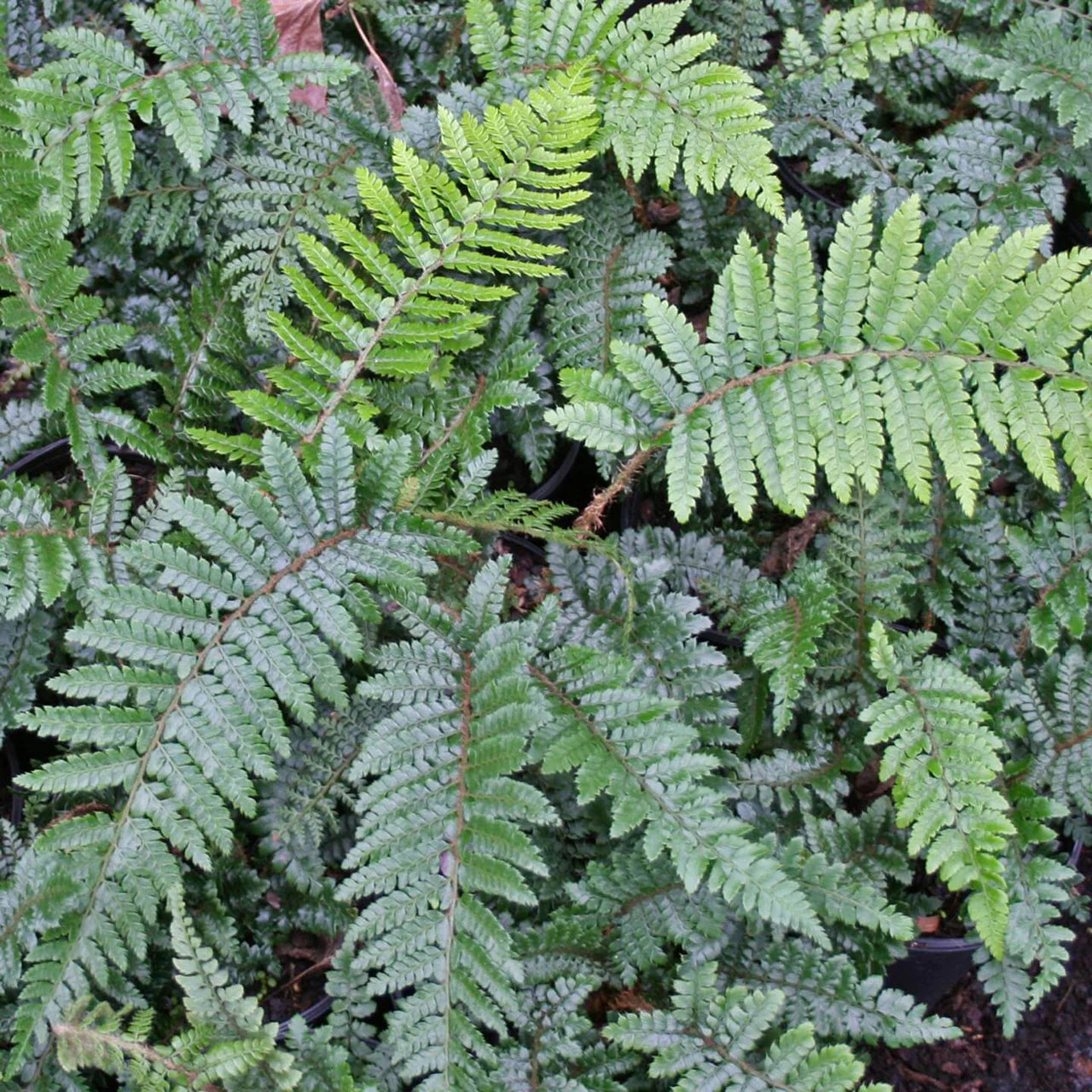 Fern - Quart Size