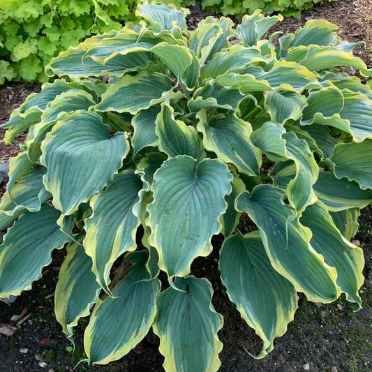 Voices in the Wind Hosta