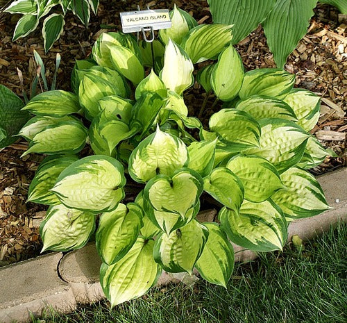 Volcano Island Hosta