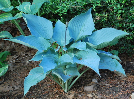 Aragorn Hosta